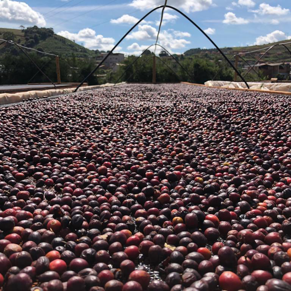 Ferme de café Dutra au Brésil - ça passe crème – cerises de café