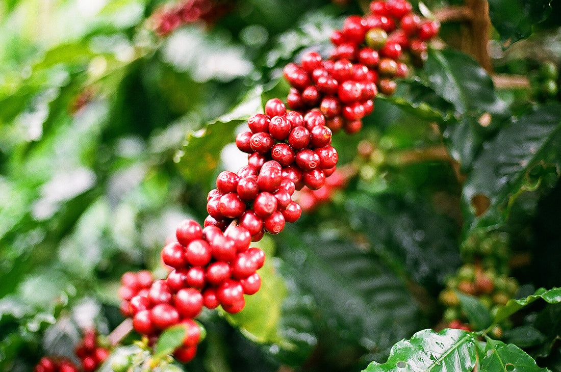 Le café de spécialité, c'est quoi ?