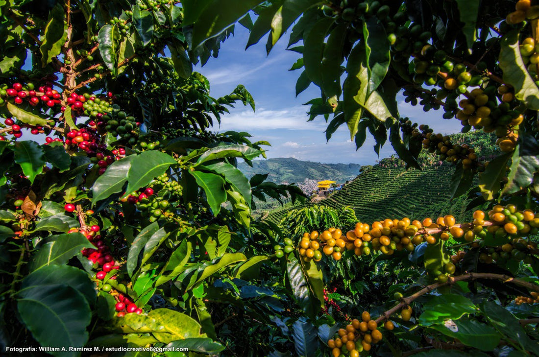plantation de café en grains