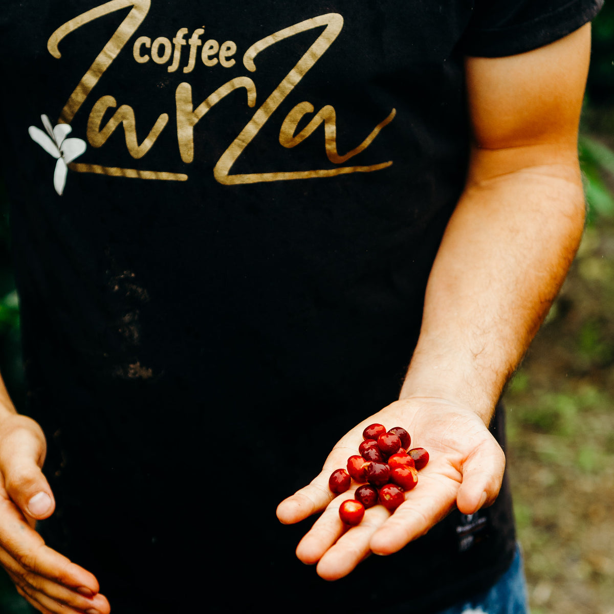 Cerises de café à la ferme Zarza