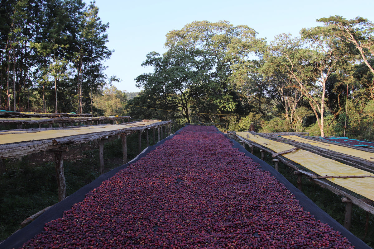 Cerise de café éthiopie Tropikawa
