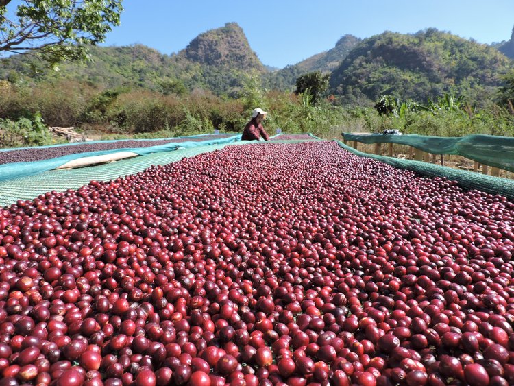 Cerise de café Birmanie