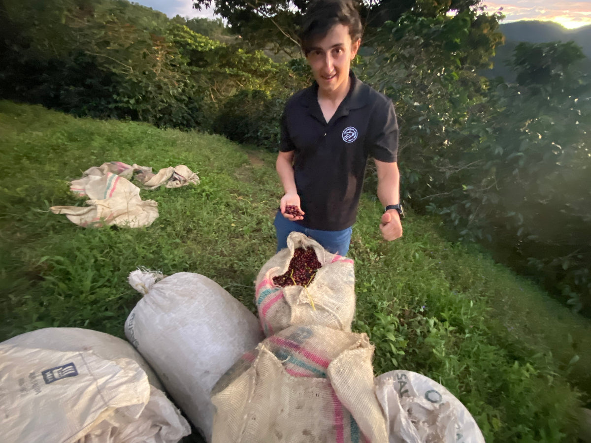 Café décaféiné producteur Colombie 