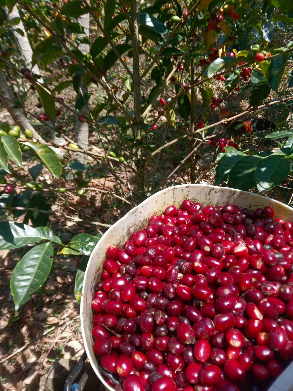 Cerises de café - ferme d'Andy Llanos
