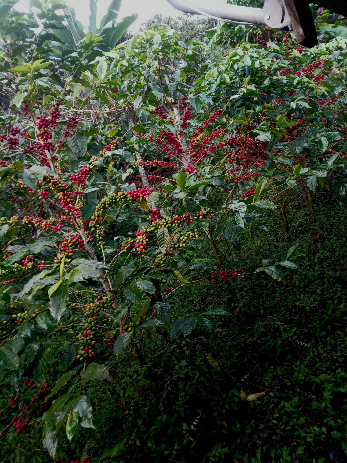 Caféiers avec cerises au Pérou - Andy Llanos 