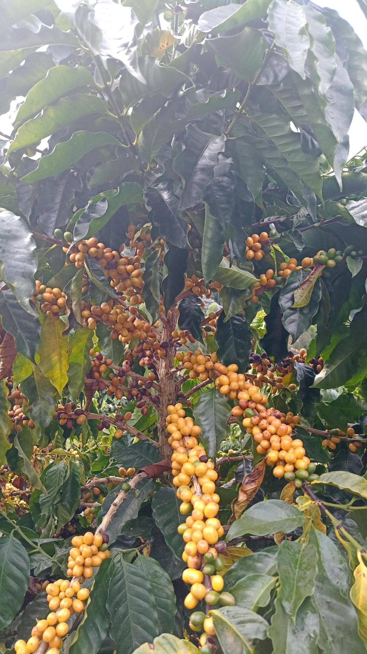 Ferme de café Sitio Cordilheiras du Brésil - Cerises de café sur le caféier