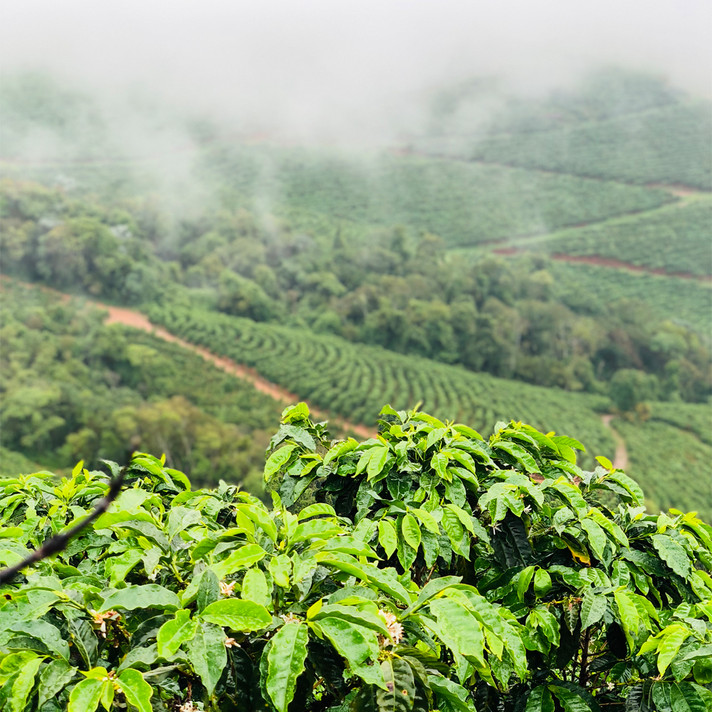Ferme de café Dutra au Brésil - ça passe crème – paysage plantation