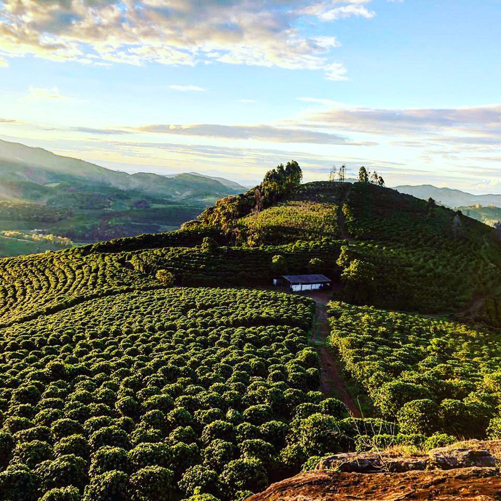 Ferme de café Dutra au Brésil - ça passe crème – paysage caféier